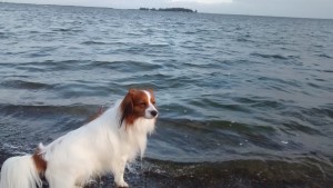 AldoHollandWasser2
