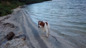 AldoinHollandamWasser