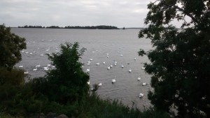 HollandSchwaene
