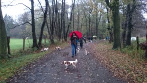 KooikerSpaziergang151115