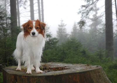 kooikerhondje-aldo-bayrischer-wald-1