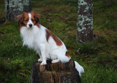 kooikerhondje-aldo-bayrischer-wald-10