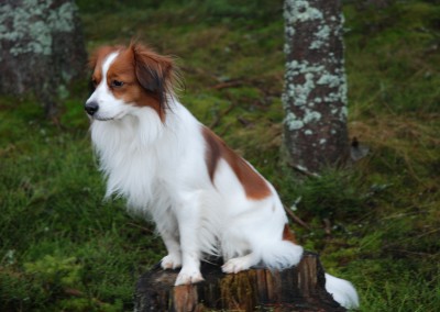kooikerhondje-aldo-bayrischer-wald-11
