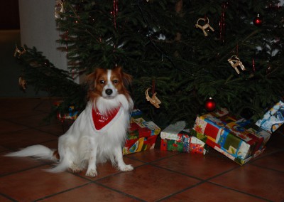 kooikerhondje-aldo-bayrischer-wald-13