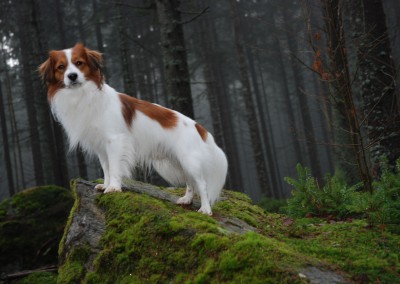 kooikerhondje-aldo-bayrischer-wald-2