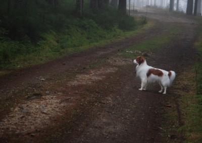 kooikerhondje-aldo-bayrischer-wald-4