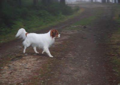 kooikerhondje-aldo-bayrischer-wald-5