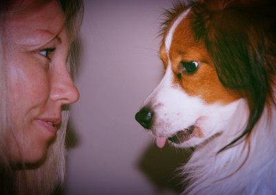 kooikerhondje-aldo-bayrischer-wald-7